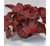 Гейхера Роял Руби (Royal Ruby) C1